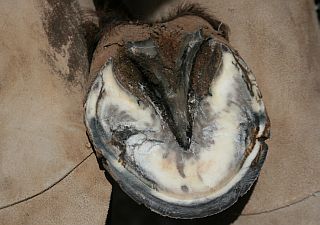 Picture of Freshly Trimmed Hoof